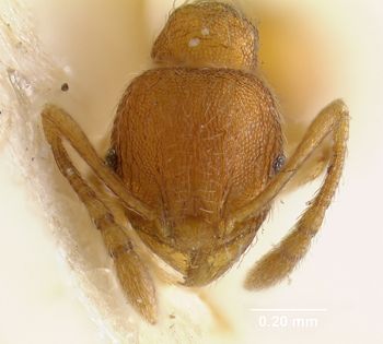 Media type: image; Entomology 22805